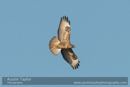 Buzzard at Loch of Kinnordy - Day 3 Local Lochs - Drumore, Backwater Reservoir, RSPB Loch of Kinnordy and SWT Lintrathan Loch - 2013-10-09_16 Kindrogan - Field Studies Council Autumn Birds and Migration course at Kindrogran, near Enochdhu, Blairgowrie, Perth and Kinross