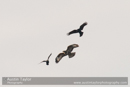 Buzzard at Loch of Kinnordy - Day 3 Local Lochs - Drumore, Backwater Reservoir, RSPB Loch of Kinnordy and SWT Lintrathan Loch - 2013-10-09_16 Kindrogan - Field Studies Council Autumn Birds and Migration course at Kindrogran, near Enochdhu, Blairgowrie, Perth and Kinross