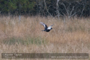 Black grouse (male) near Loch Freuchie - Glen Quaich - Day 4 Aberfeldy, Glen Quaich, Loch Freuchie, Sma’ Glen by Glen Almond and Straloch, Strathardle - 2013-10-09_16 Kindrogan - Field Studies Council Autumn Birds and Migration course at Kindrogran, near Enochdhu, Blairgowrie, Perth and Kinross