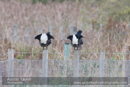 13 Blackcock and 10 Greyhens on A822 near Corrymuckloch - Day 4 Aberfeldy, Glen Quaich, Loch Freuchie, Sma’ Glen by Glen Almond and Straloch, Strathardle - 2013-10-09_16 Kindrogan - Field Studies Council Autumn Birds and Migration course at Kindrogran, near Enochdhu, Blairgowrie, Perth and Kinross