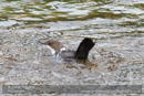 Dipper, River Almond at Newton, A8ss - Day 4 Aberfeldy, Glen Quaich, Loch Freuchie, Sma’ Glen by Glen Almond and Straloch, Strathardle - 2013-10-09_16 Kindrogan - Field Studies Council Autumn Birds and Migration course at Kindrogran, near Enochdhu, Blairgowrie, Perth and Kinross