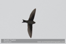 House Martin at Aberfeldy on Day 4 Aberfeldy, Glen Quaich, Loch Freuchie, Sma’ Glen by Glen Almond and Straloch, Strathardle - 2013-10-09_16 Kindrogan - Field Studies Council Autumn Birds and Migration course at Kindrogran, near Enochdhu, Blairgowrie, Perth and Kinross