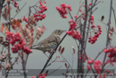 Song Thrush at Spittal of Glenshee on Day 5 Glenshee and Meall Odhar 2013-10-09_16 Kindrogan - Field Studies Council Autumn Birds and Migration course at Kindrogran, near Enochdhu, Blairgowrie, Perth and Kinross