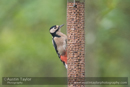 Great Spotted Woodpecker at Loch of the Lowes on Day 6 Loch of the Lowes, Cally Woods to Mill Dam (north of Dunkeld) - 2013-10-09_16 Kindrogan - Field Studies Council Autumn Birds and Migration course at Kindrogran, near Enochdhu, Blairgowrie, Perth and Kinross