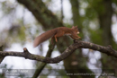 Red Squirrel at Loch of the Lowes on Day 6 Loch of the Lowes, Cally Woods to Mill Dam (north of Dunkeld) - 2013-10-09_16 Kindrogan - Field Studies Council Autumn Birds and Migration course at Kindrogran, near Enochdhu, Blairgowrie, Perth and Kinross