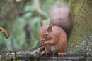 Red Squirrel at Loch of the Lowes on Day 6 Loch of the Lowes, Cally Woods to Mill Dam (north of Dunkeld) - 2013-10-09_16 Kindrogan - Field Studies Council Autumn Birds and Migration course at Kindrogran, near Enochdhu, Blairgowrie, Perth and Kinross