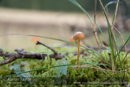 Mushrooms at Cally Woods on day 6 Loch of the Lowes, Cally Woods to Mill Dam (north of Dunkeld) - 2013-10-09_16 Kindrogan - Field Studies Council Autumn Birds and Migration course at Kindrogran, near Enochdhu, Blairgowrie, Perth and Kinross