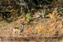 Fallow Deer in Cally Woods on day 6 Loch of the Lowes, Cally Woods to Mill Dam (north of Dunkeld) - 2013-10-09_16 Kindrogan - Field Studies Council Autumn Birds and Migration course at Kindrogran, near Enochdhu, Blairgowrie, Perth and Kinross