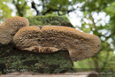 Tree fungus at Cally Woods on day 6 Loch of the Lowes, Cally Woods to Mill Dam (north of Dunkeld) - 2013-10-09_16 Kindrogan - Field Studies Council Autumn Birds and Migration course at Kindrogran, near Enochdhu, Blairgowrie, Perth and Kinross